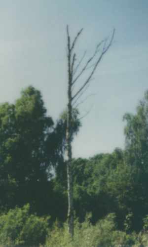 arbre